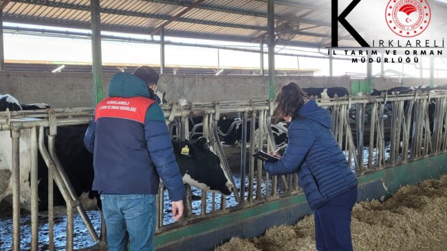 Babaeski’de Şap Hastalığına Karşı Aşılama Çalışmaları Devam Ediyor