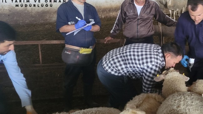 Babaeski’de Küçükbaş Hayvanlara Aşılama ve Küpeleme Çalışmaları Sürüyor