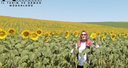 AYÇİÇEĞİ TARLALARINDA YOĞUN KONTROL