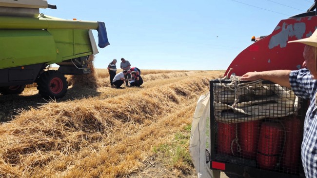 BABAESKİ’DE HASAT DÖNEMİ BAŞLADI