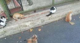 BABAESKİDE FESTİVAL ALANINDAKİ YENİ DOĞAN KEDİLER İLGİ ODAĞI OLDU