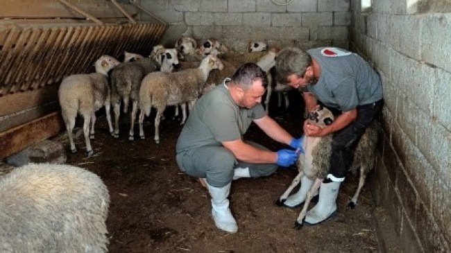 Babaeski’de Hayvancılık İşletmelerinde Serosurvey Çalışmaları Başladı